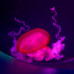 Love Jellyfish