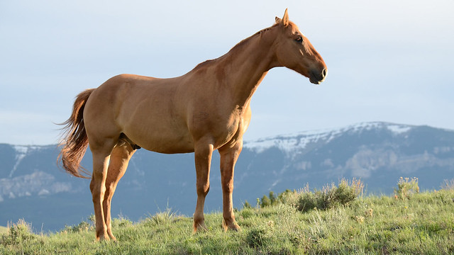 EUA oferece US$1000 para quem adotar cavalos selvagens