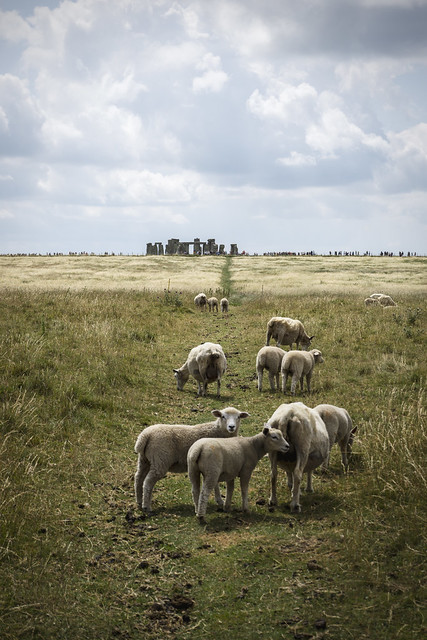 Stonehenge Sheep (July 2019 #2)