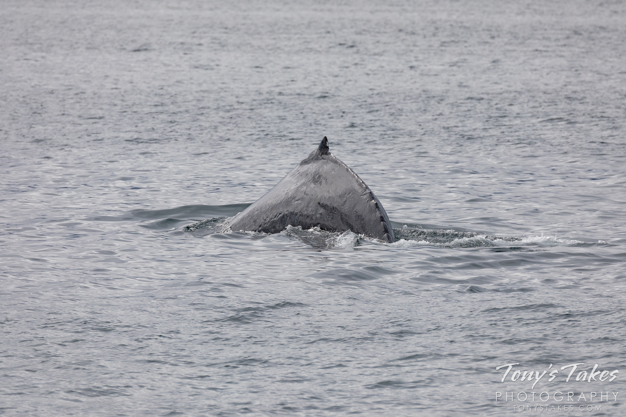 Humpback whale makes a quick appearance in Resurrection Bay