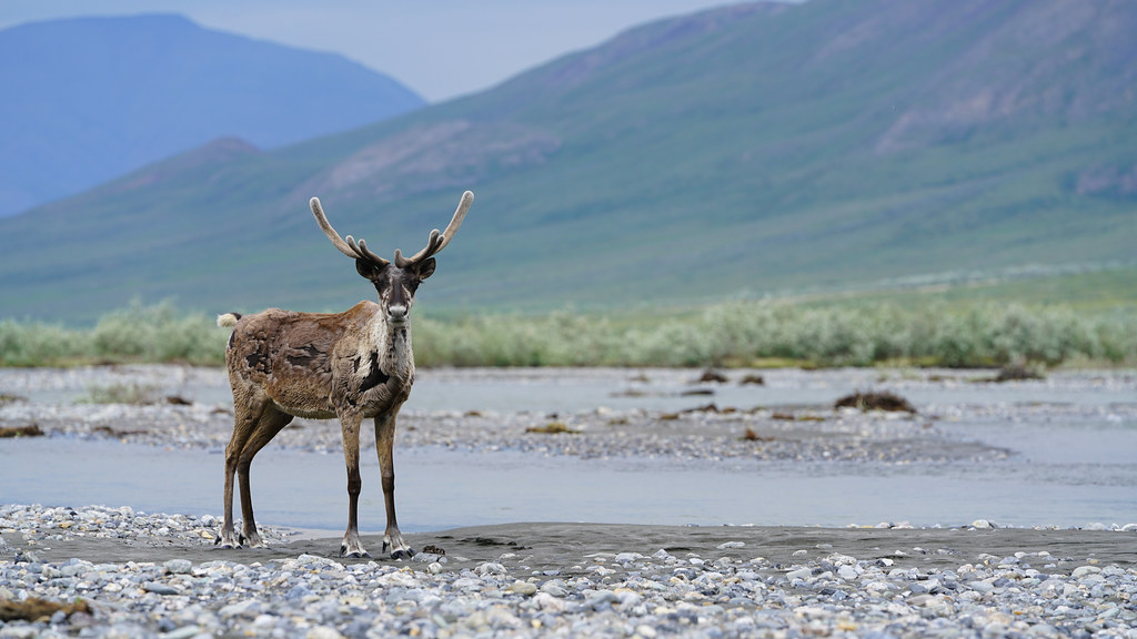 Caribou watching along the river