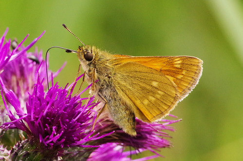 cambridgeshire ochlodessylvanus woodwaltonfen butterfly insect largeskipper nature wild wildlife
