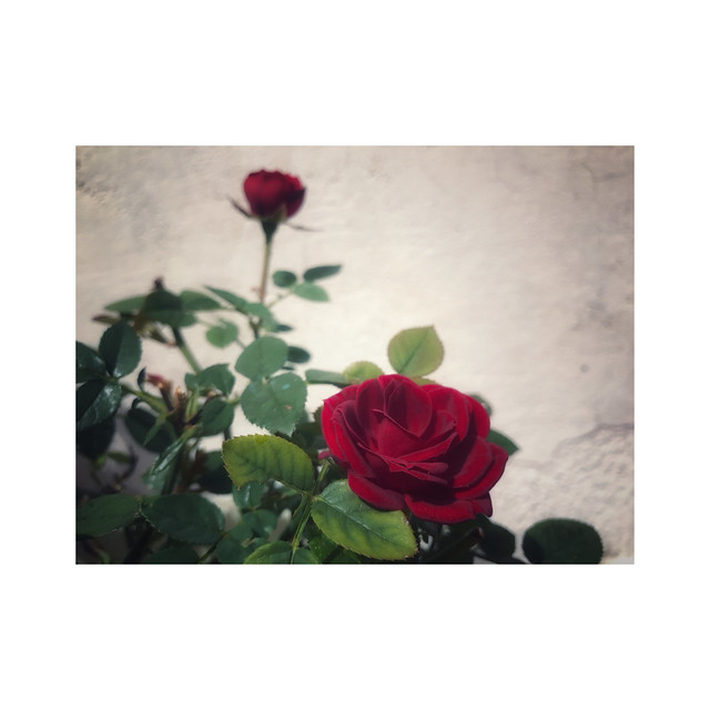 Con una rosa...