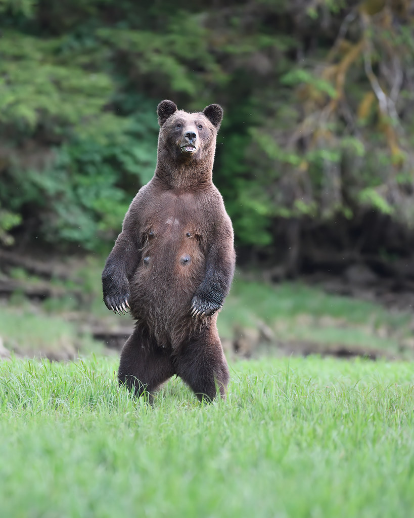 Dick bear. Тянь-Шанский бурый медведь. Гризли Беар. Медведь Гризли. Гризли и бурый медведь.