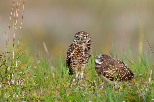 burrowingowls capecoral owl raptor owlet bird avian nature wildlife nikon d850