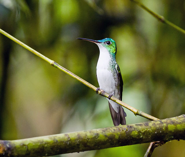 0P7A2820  Andean Emerald Hummingbird,  Ecuador