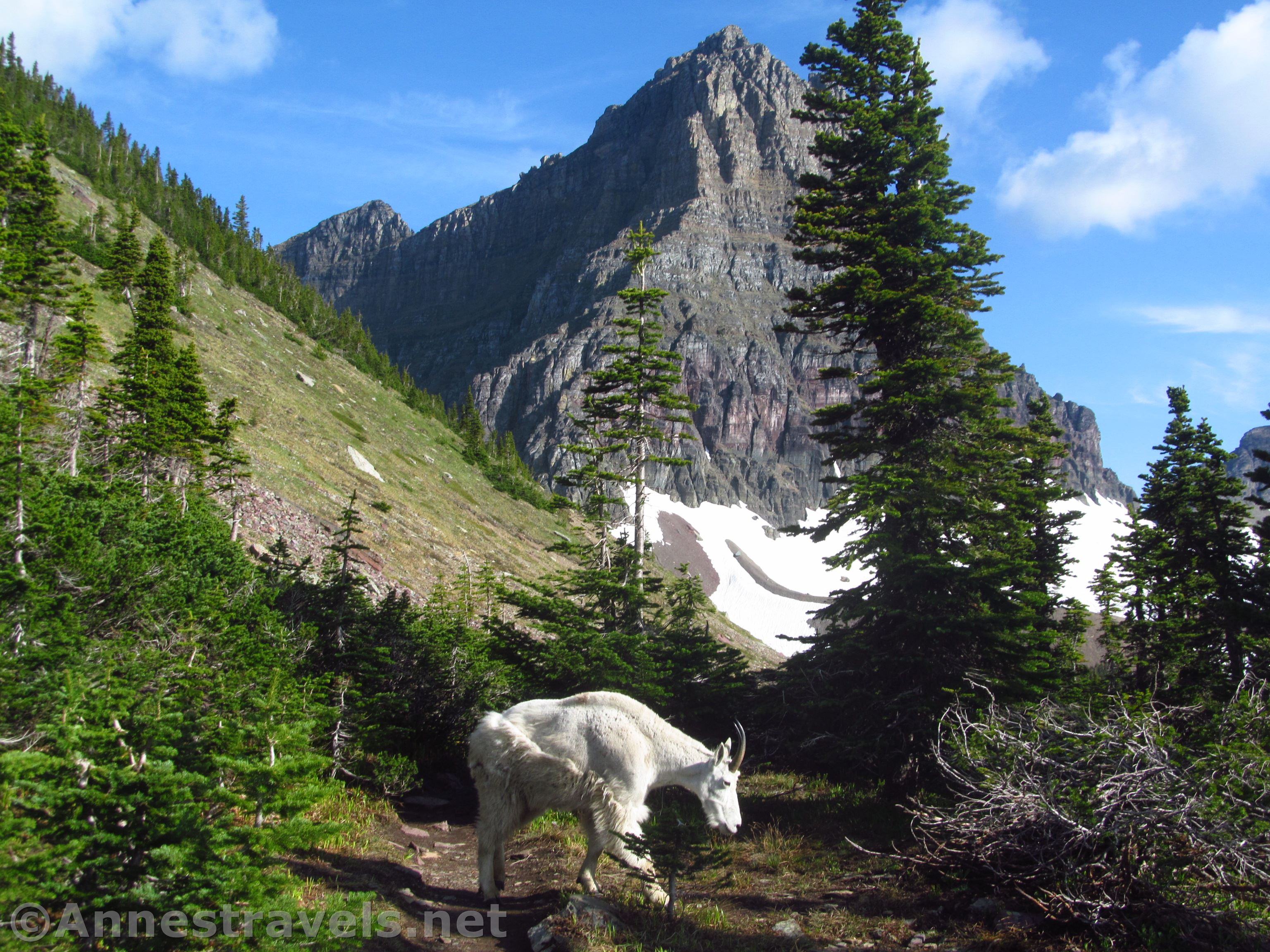 A mountain goat in Glacier National Park, Montana