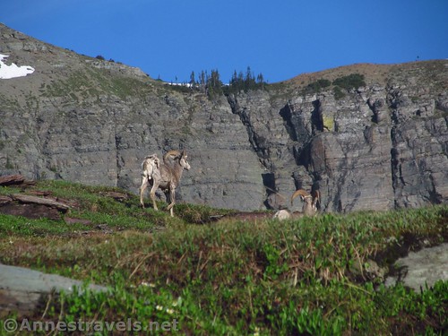 Big Horn Sheep along the Hidden Lake Trail in Glacier National Park, Montana