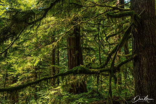 avatargrove oldgrowthforest vancouverisland britishcolumbia pacificnorthwest forest rainforest moss landscape wilderness
