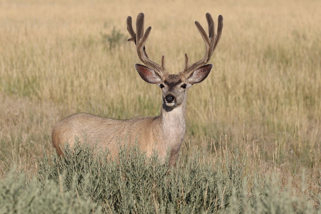 Big Mule Deer Buck In Velvet