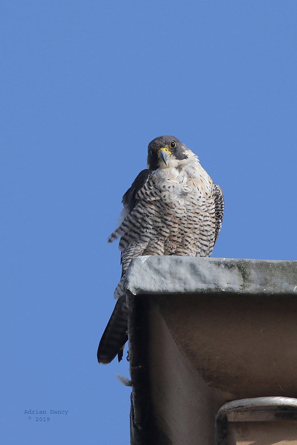 9P1A1543 Peregrine Falcon (Female ) Greater Manchester