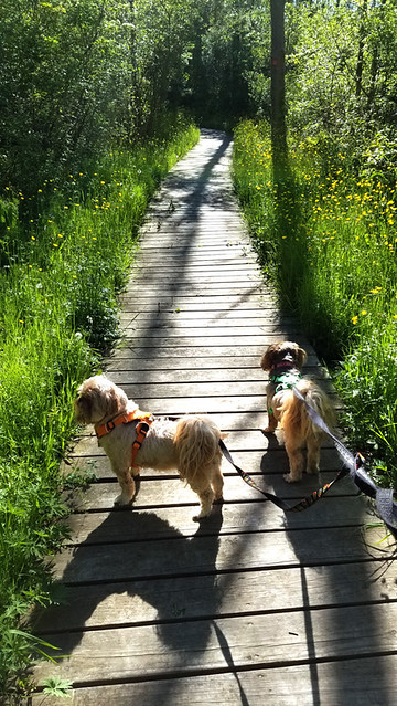 shih-tzus-and-buttercups