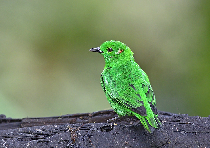 glistening green tanager