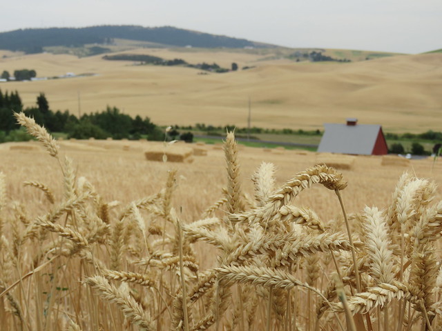 Wheat and the Palouse