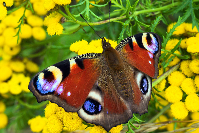 Peacock Butterfly