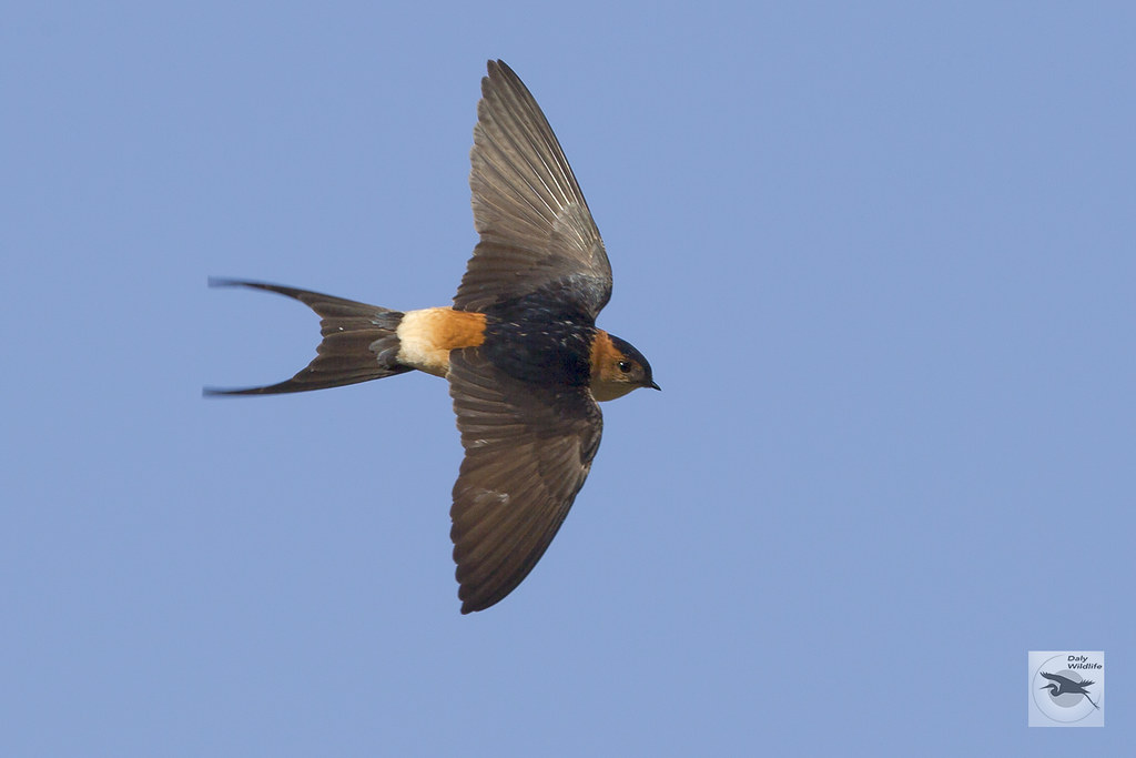 Red-rumped Swallow Fuerteventura_w_5971