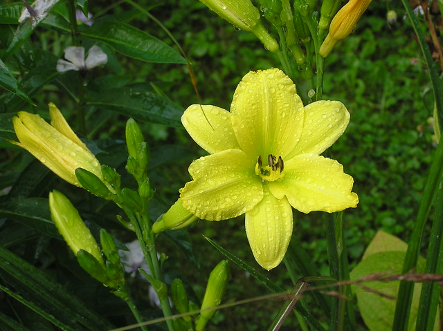 Hemerocallis cv.