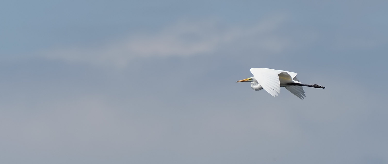 Great White Egret - flushed by a dog walker
