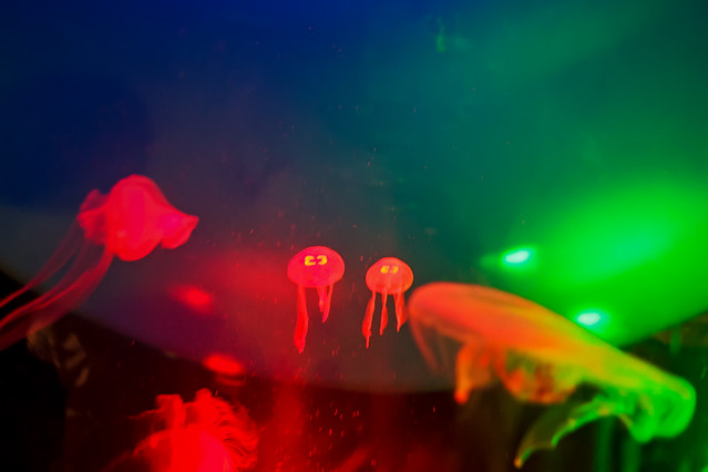 Tiny Jellyfish Twins