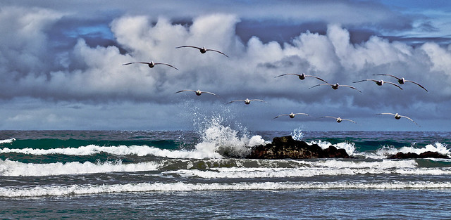 Pelicans - Coming in Ahead of the Storm
