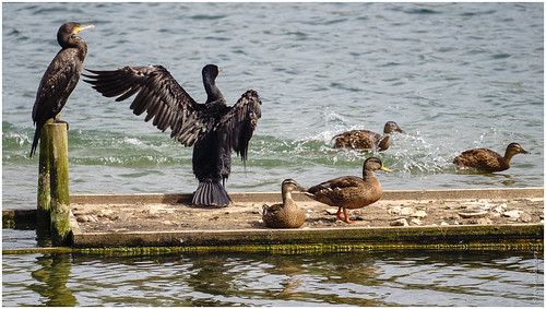 Cormorants photobombed by ducks | by FlickrDelusions