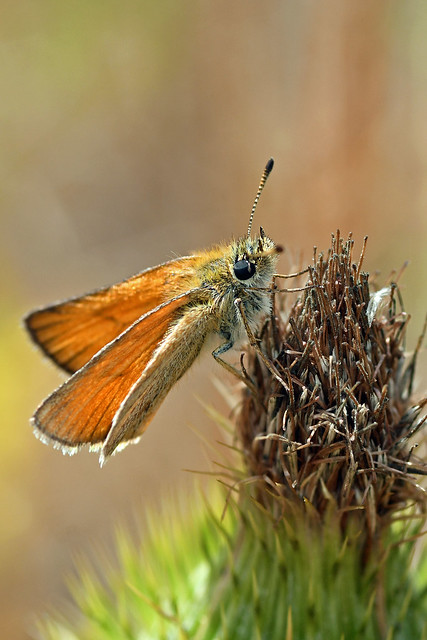 Essex Skipper (Thymelicus lineola) Butterfly