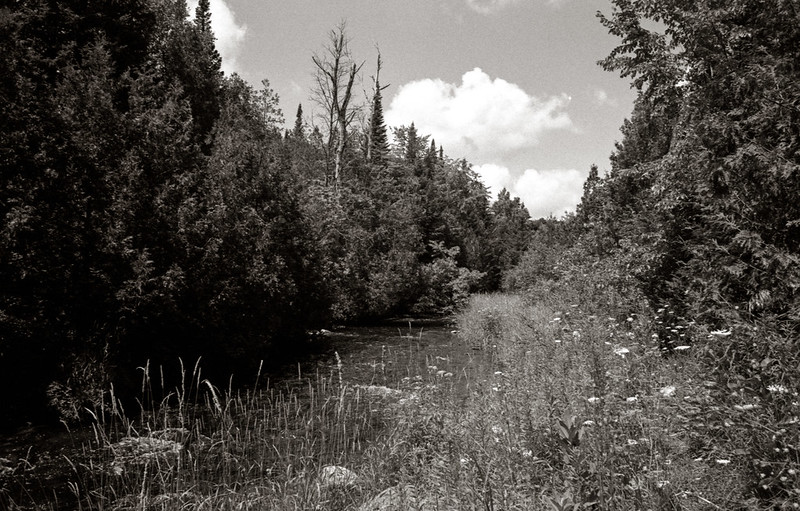 Credit River and Tall Grass