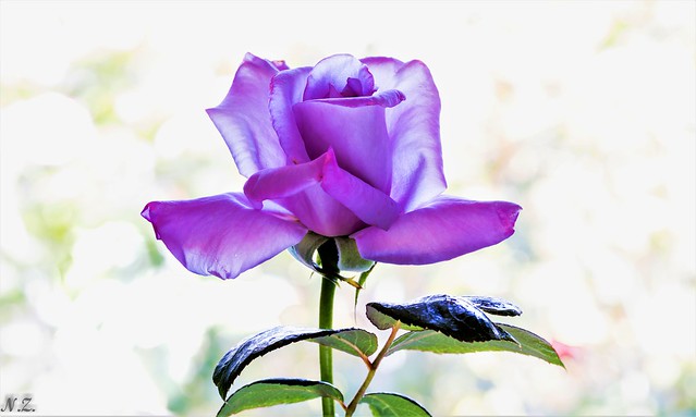 Rose Purple