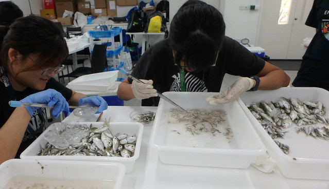 Singapore Marine Fishes Expedition 2019