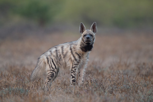 Striped Hyena - Hyaena hyaena