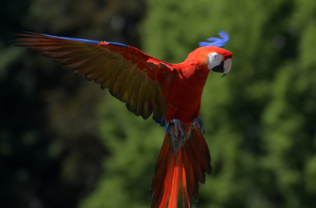 Wings A scarlet macaw just landing. This beauty is