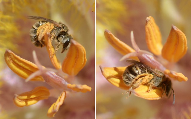 Wild bee collecting pollen from Late-flowered Mariposa Lily