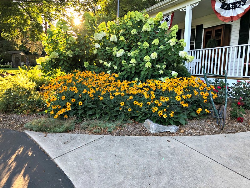 beautiful black eyed susans