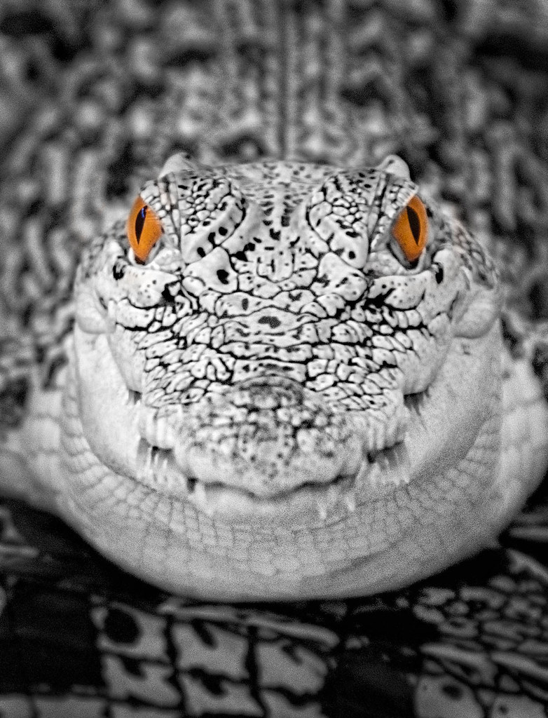 Crocodile Stare