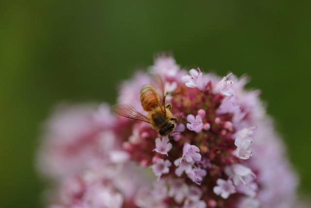 Bee in the Garden, Silver Valley, Maple Ridge, BC. Canada