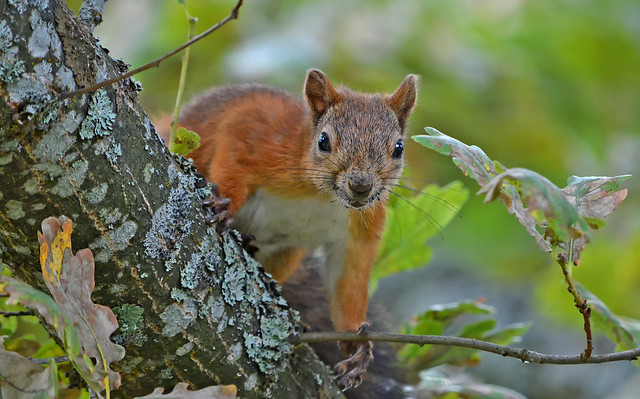 Do you have some nuts, dear, or only camera?