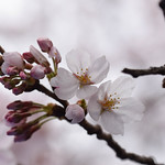 桜 - Sakura