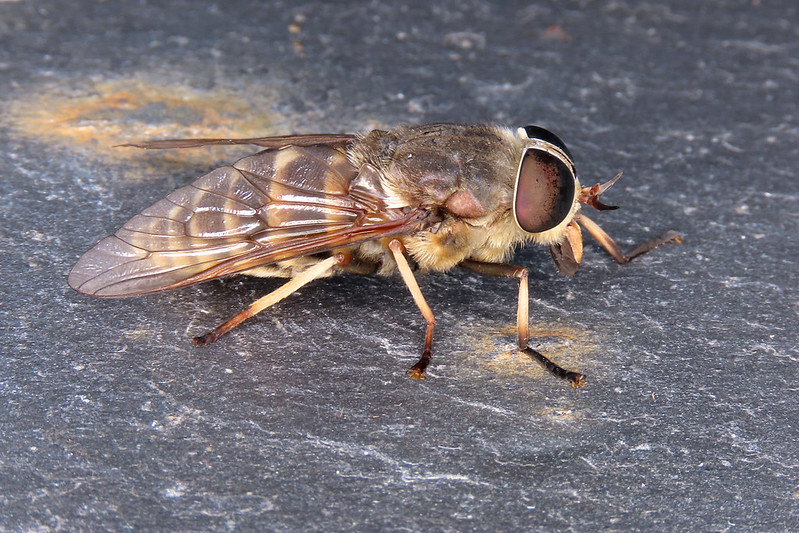 Dark Giant Horsefly - Tabanus sudeticus