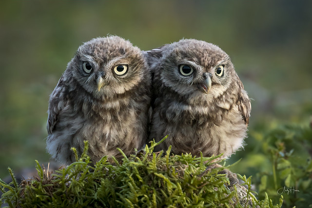 Double trouble - Little Owl siblings