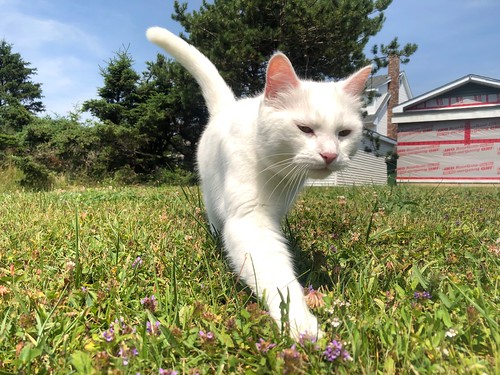 Neighbour cat outside