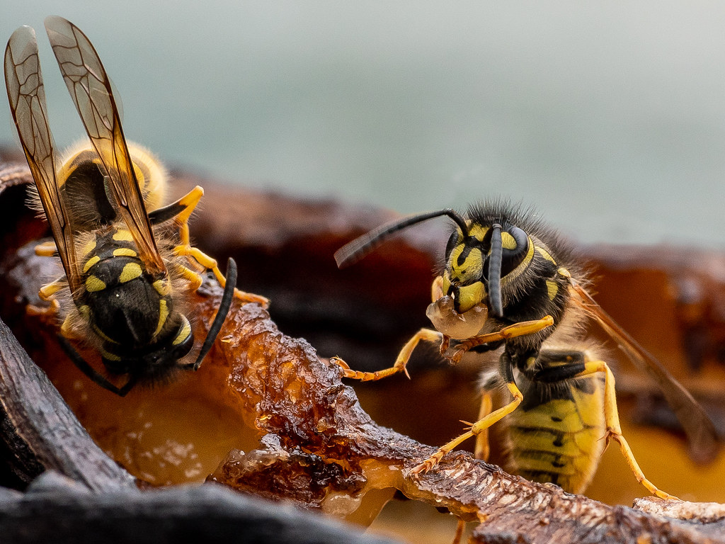 Common Wasps On Banana