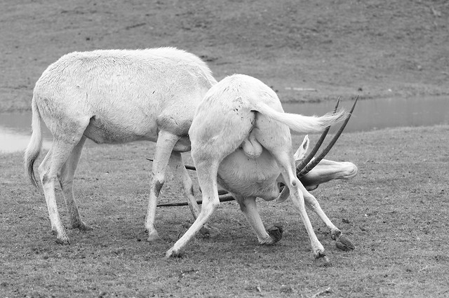 Oryx dammah - Scimitar-horned Oryx
