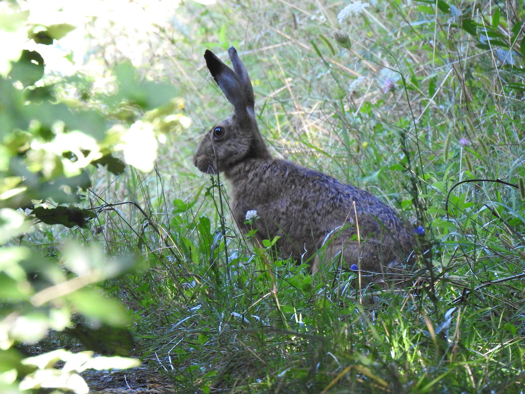 Brown Hare, Rači Potok, Košice, Slovakia, 9.8.2019