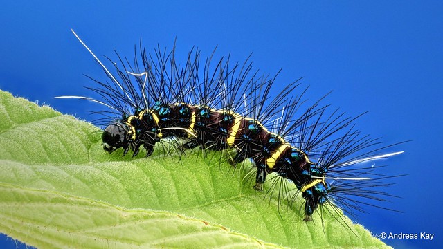 Tiger Moth Caterpillar, Dysschema sp.