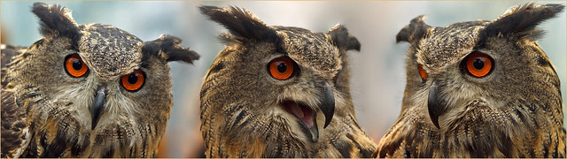 Triple Eurasian Eagle Owl