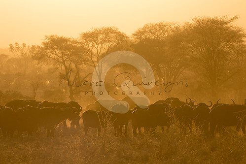 merunationalpark zonsondergang kafferbuffelsynceruscaffer landen merucounty dieren kenia africanbuffalo capebuffalo kaapsebuffel sunset