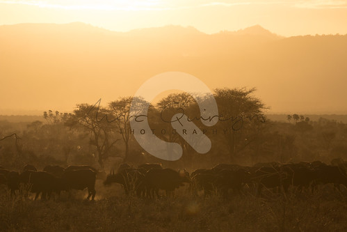 merunationalpark zonsondergang kafferbuffelsynceruscaffer landen merucounty dieren kenia africanbuffalo capebuffalo kaapsebuffel sunset