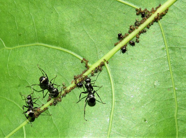 ant farmers 3