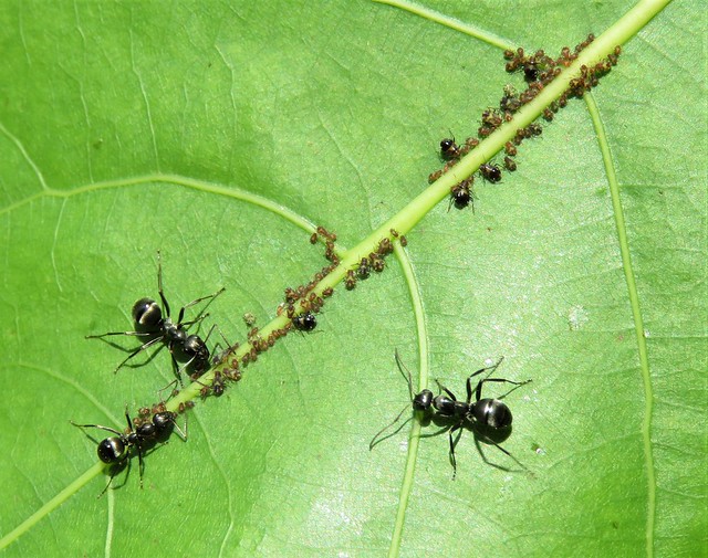 ant farmers 1