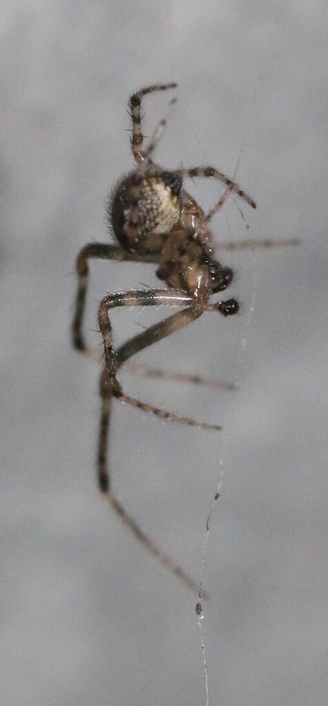 cf male bridge orbweb Larinioides sclopetarius araneidae